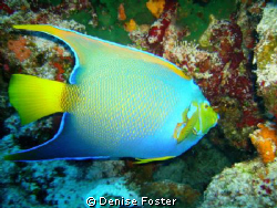 First time shooting underwater !!!  No external strobe or... by Denise Foster 